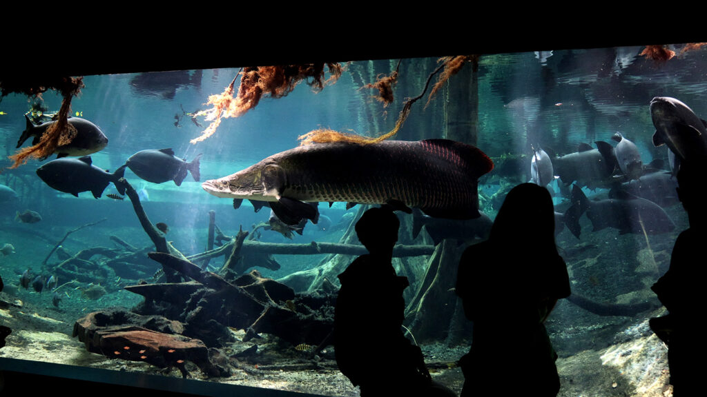 CosmoCaixa Aquarium